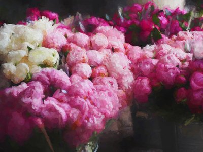 Peony Season by Helen White